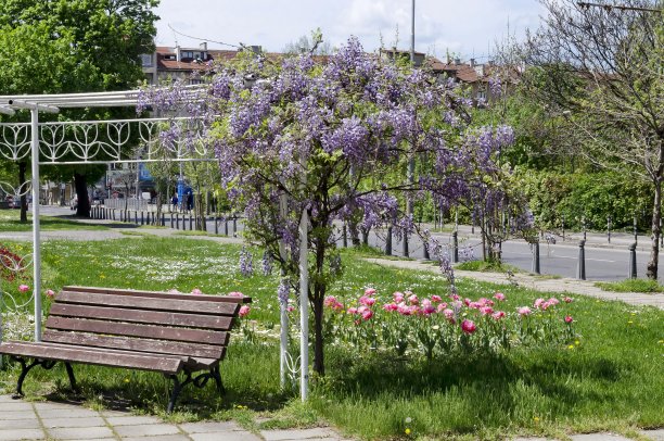 在公园里开满了花和叶的紫藤的松散树荫下，一个舒适的春天放松的地方图片下载