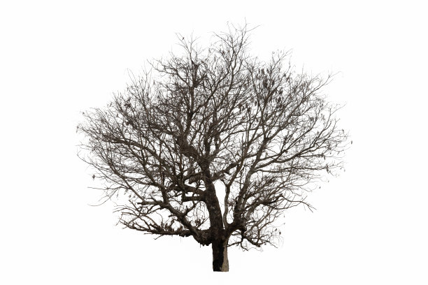 枯树孤立的白色背景。图片下载