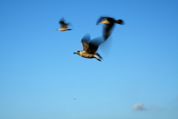 艺术照片， 纳图拉， 旅行， sy图片下载