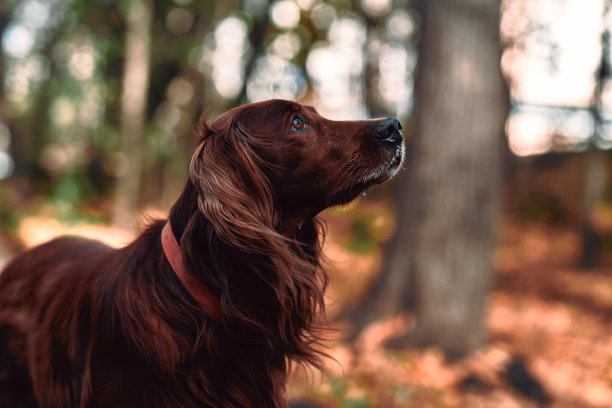 一只美丽的狗在秋天的公园里向一边张望。图片下载