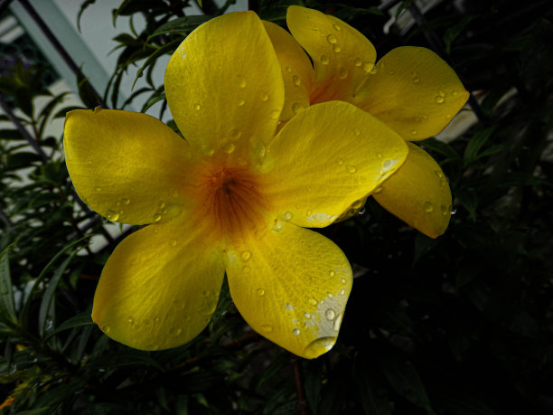 阿拉曼达图片下载