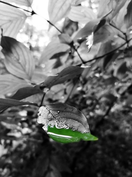 灌木的黑白图片，树叶上有彩色的水滴沉积图片下载