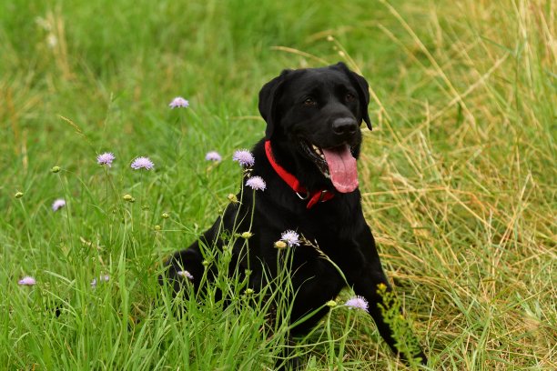 美丽的黑色拉布拉多犬。图片下载