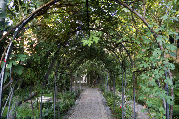 拱形的树叶和植物图片下载