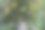 拱形的树叶和植物图片下载
