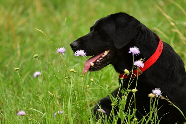 一只美丽的黑色拉布拉多犬的侧面与闭上眼睛图片下载