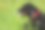 一只美丽的黑色拉布拉多犬的侧面与闭上眼睛图片下载