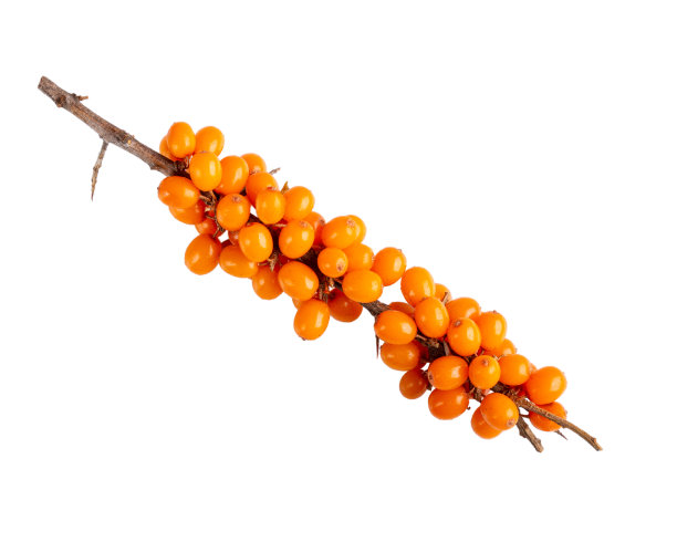 沙棘浆果。沙棘的小枝，有成熟的橙色浆果孤立在白色背景上。图片下载
