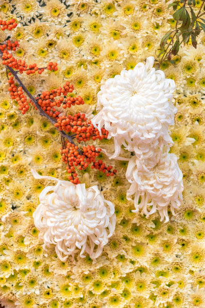 菊花黄花装饰近观图片下载