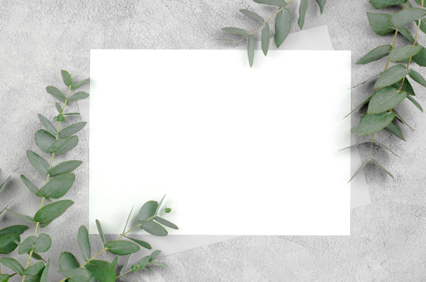 空白的邀请或贺卡。水泥背景上有桉树的空白纸。图片下载