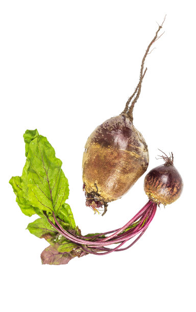 在白色背景上的两个成熟的不同形状的甜菜的俯视图图片下载