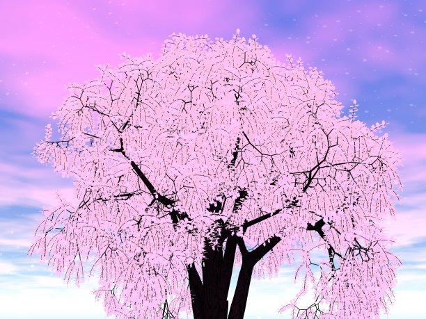 美丽的天空和樱花景观图片下载