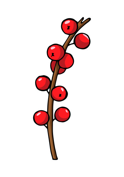 带浆果的冬青树枝。冬天的心情。圣诞节的象征。图片下载