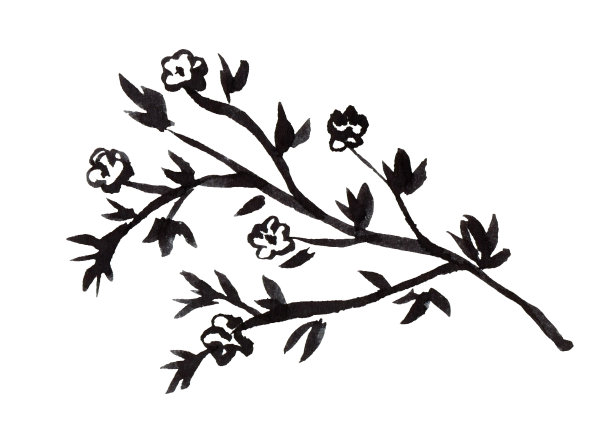 开花的枝干与叶子花手绘黑色墨水孤立在白色的背景。季节性春季设计的单色插图。图片下载