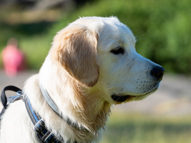 侧视的一个细心的狗在外面图片下载