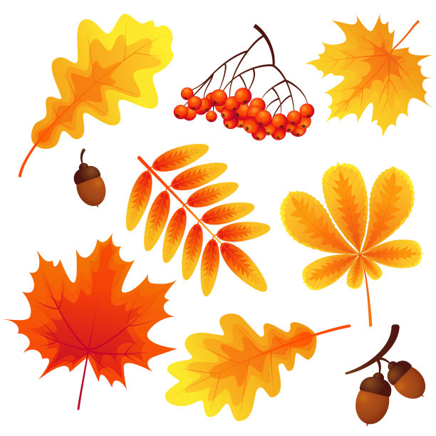 明亮的秋叶，黄色和红色，孤立在白色的背景上图片下载