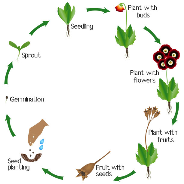 报春花的生长周期图片下载