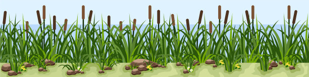 芦苇在草塘或湖水边的草坪上图片下载