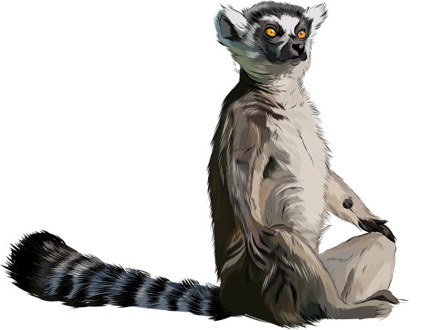 狐猴从水彩画飞溅图片下载