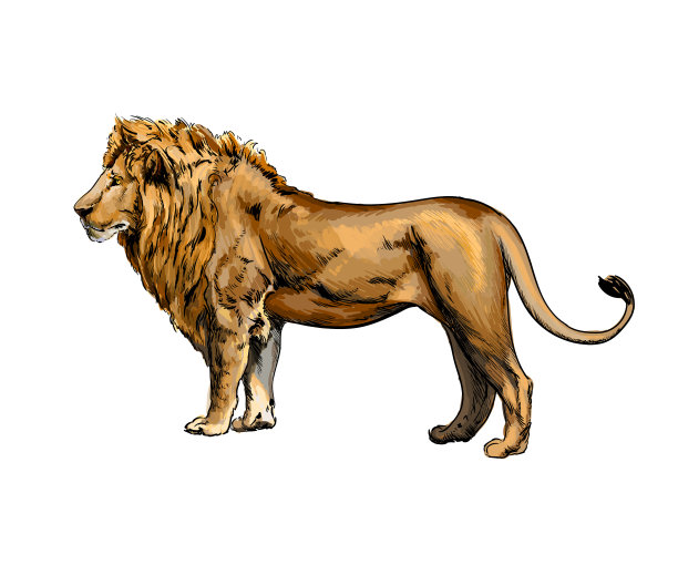 从飞溅水彩画狮子肖像图片下载