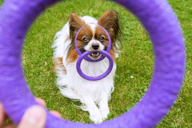 一只纯种的快乐犬蝶耳犬在头上和后院玩玩具圈。图片下载