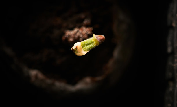 大麻幼苗期的照片图片下载