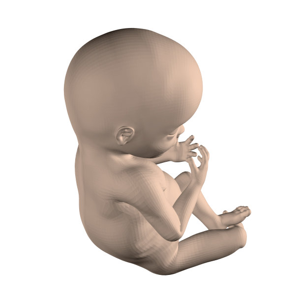 真实的人类胎儿分离在白色背景图片下载