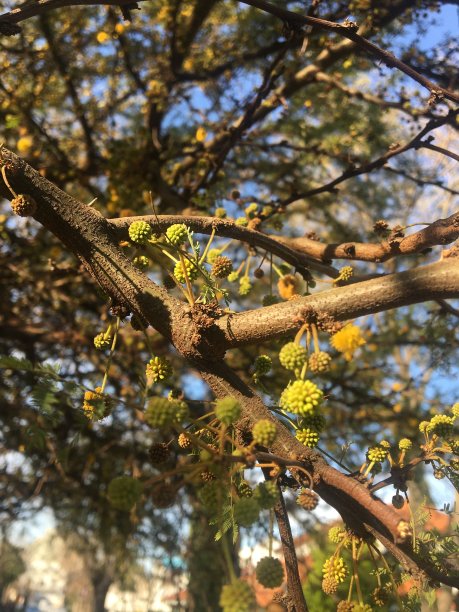 有花植物仰天俯视图片下载