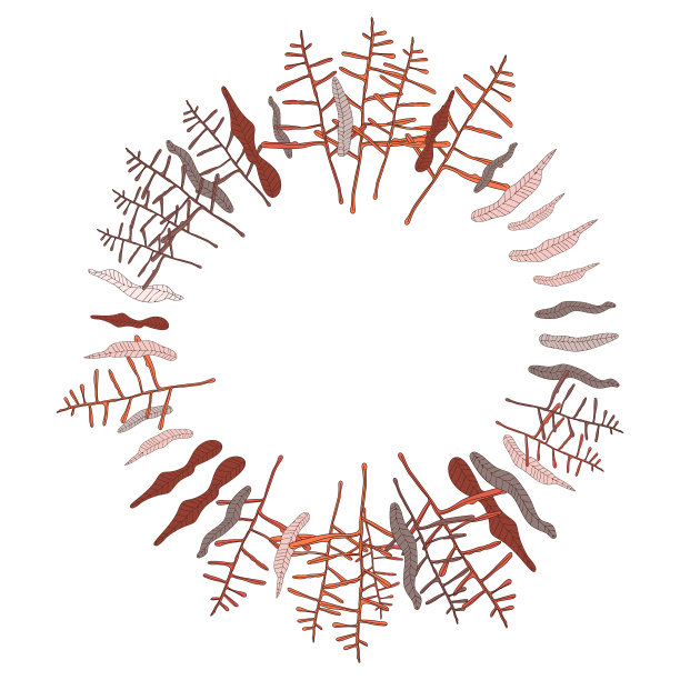 印夏季丛林植物热带棕榈叶图片下载