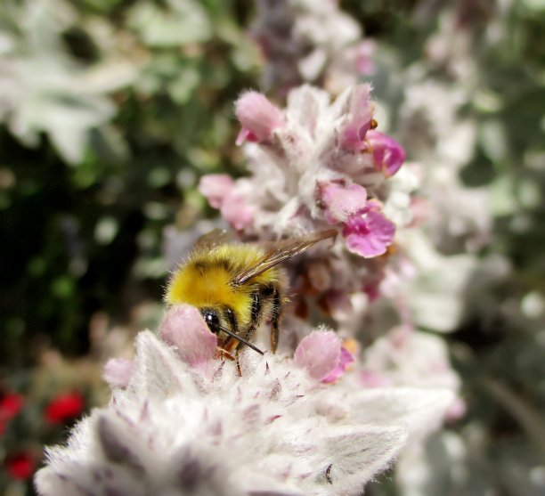 普通卡德蜂和羊耳图片下载