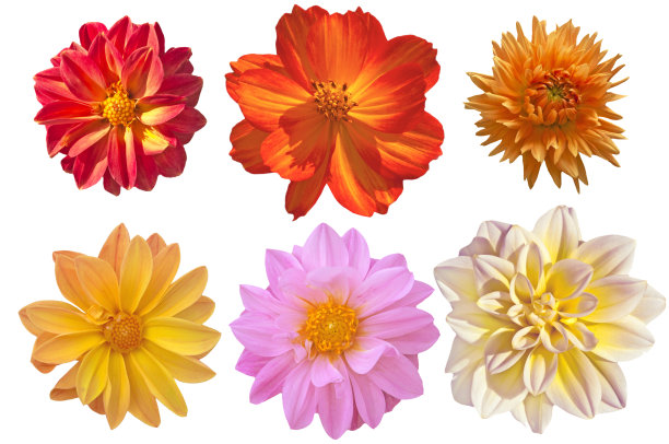 六朵鲜艳美丽的不同花朵在白色孤立的背景上合拢图片下载
