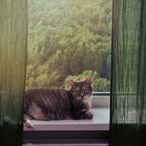 猫正拿着暖气片坐在窗边。房间的窗台上有一只灰色的大宠物图片下载