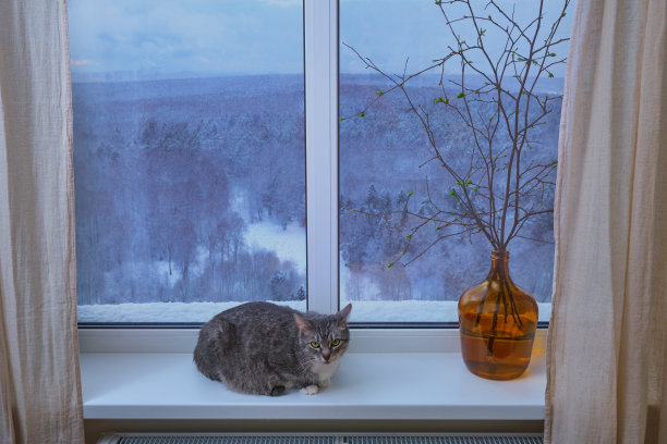 窗外冬季风景背景上的一只宠物和一株植物正在发芽的叶子。那只猫正坐在窗台上等待春天的到来图片下载