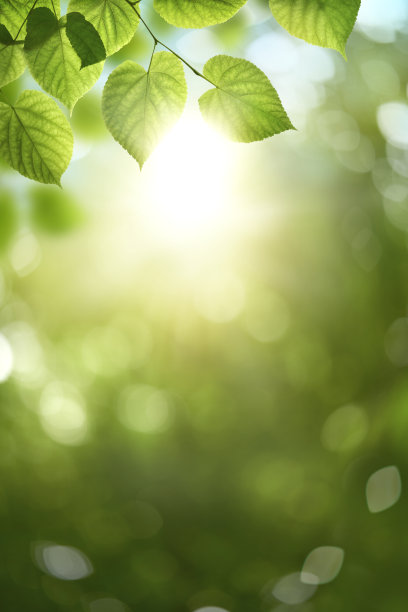 清新的春天，绿色的夏天树叶和明媚的阳光明媚的春天散景人像背景。图片下载