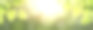 清新的春天，绿色的夏天树叶和明媚的阳光明媚的春天的散景旗的背景。图片下载