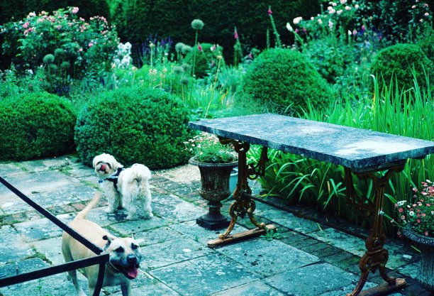 有两只狗和两张桌子的英国乡村花园图片下载