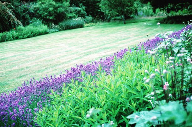 带有绿色植物和薰衣草的英国家庭花园图片下载