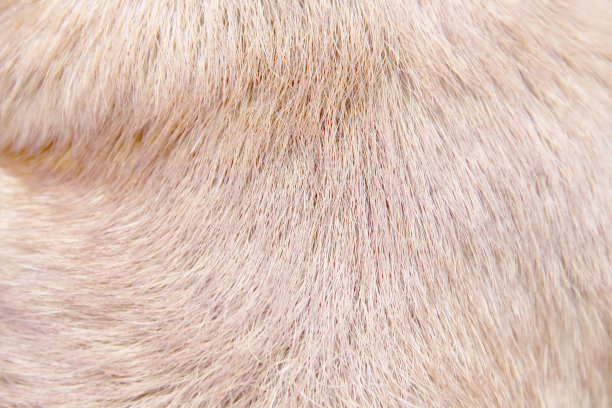 狗的皮毛动物纹理浅棕色背景图片下载