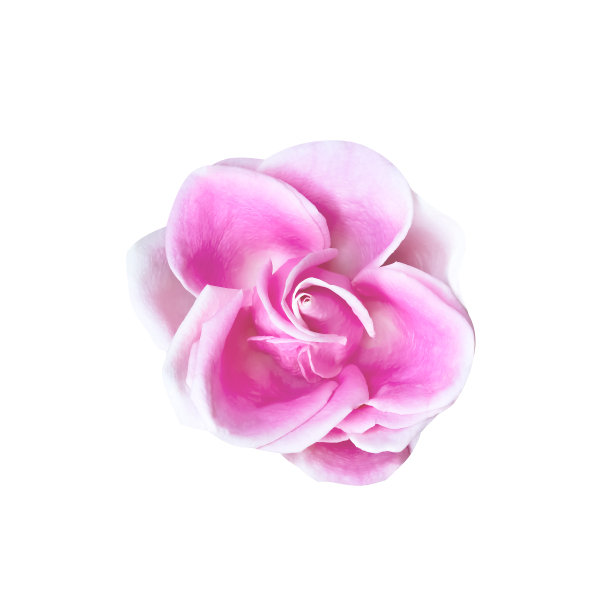 单瓣新鲜的浅粉红色玫瑰花顶视图孤立在白色背景上，剪切路径图片下载
