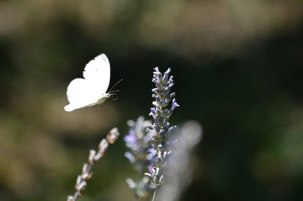 一只白蝴蝶飞向紫色的薰衣草花图片下载