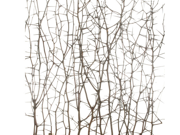 黑刺李树的干枝，有长针，无叶，孤立在白色背景上。图片下载