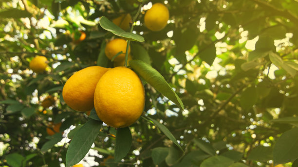 美丽的花园，满是成熟的黄色柠檬图片下载