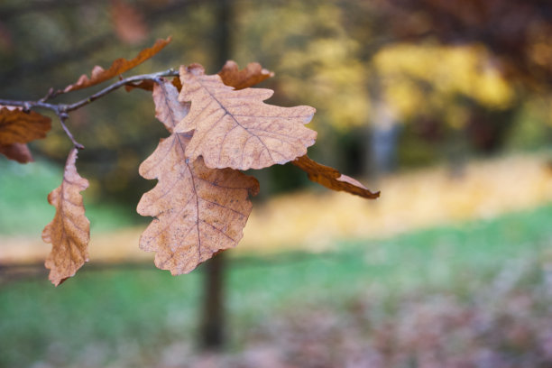秋天橡树上的叶子变黄了。背景模糊不清。特写镜头。图片下载
