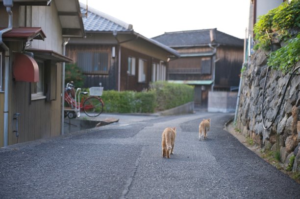 两只猫一起走的后视图。图片下载