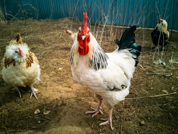 一只白色的公鸡走在生物农场的夏季草地上，看着摄像机。特写镜头图片下载