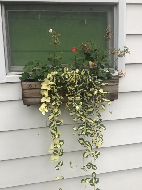 窗边盆栽植物图片下载