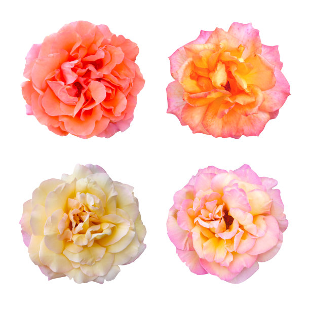 微距照片设置粉红色，红色和黄色的双色玫瑰与花在白色孤立的背景图片下载