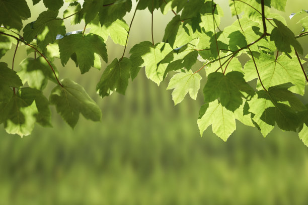 春天清新，夏天绿树落叶背景。图片下载