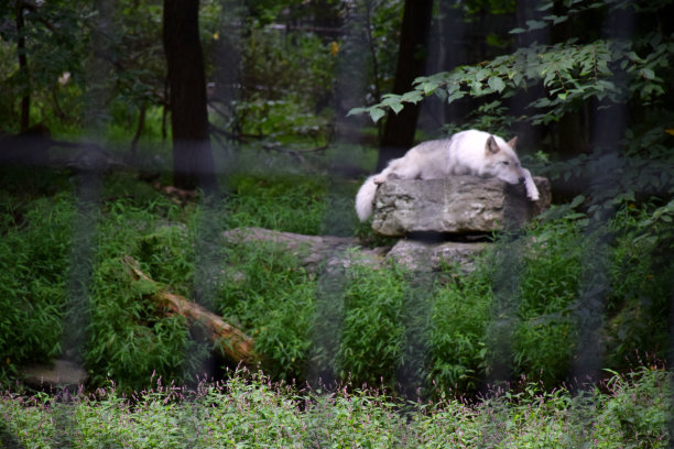 《白狼》图片下载