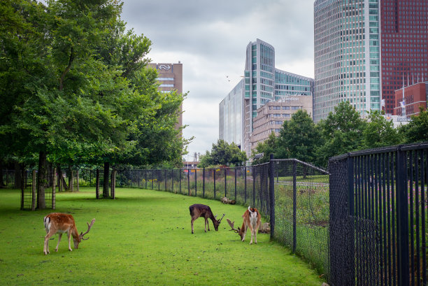 马勒费尔德公园里的红鹿图片下载